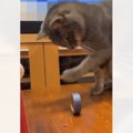 ちょっぴり"運動音痴"な猫→テープを目の前に転がしてみると…想…