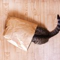 猫が『よく隠すもの』3選　飼い主さんのものやおもちゃ…なぜ隠すの？…