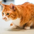 『危険を感じ取った猫』がとる行動3つ　起こりうるシーンや安心させるため…