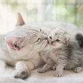 猫は『血のつながり』を理解している？猫が親や兄弟に感じている5つの…