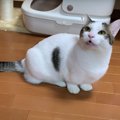 眠くても諦めない猫ちゃんが可愛い♡