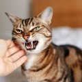 猫が驚いてしまう『飼い主の行動』3選　ストレスを与える理由から信頼関係…