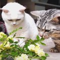 虫も花にも興味津々な猫ちゃんたち♡