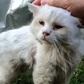 毎日家に来るようになった『ガリガリぼろぼろの白猫』を保護して2年……