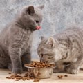 猫が『ご飯の食べこぼし』をする原因7つ　病気が潜んでいる可能性も