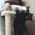 黒猫ちゃんの背中にある“ヤメテ”スイッチ