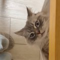 テーブルの下に『猫用ハンモック』をつけた結果…思わず真似したくなる…