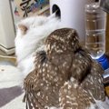 猫の背中に乗せてもらったフクロウ→落ちてしまった次の瞬間…本当の兄妹の…
