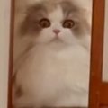 猫の『耳毛』を見てみると……とっても特徴的な『見た目』が可愛すぎると21…