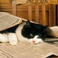 猫が箱以外で入りたくなるものは？5つのアイテム