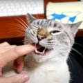 猫ちゃんの大きなお口に思わず指ズボ！