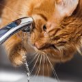猫が『水を手ですくって飲む』理由4つ　辺りがびしょびしょに…対策方法は…