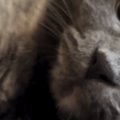 『冷蔵庫の上にいる猫』を撮ろうとカメラを向けたら…次の瞬間→予想外の『…