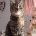 踏切の溝にうずくまっていた子猫…運命の出会いからかけがえのない存在に