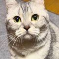 猫じゃらしのそばに座っていた猫→『やるの？』と聞いてみたら…尊すぎ…
