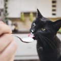 猫に発酵食品は食べさせても大丈夫？得られる３つの効果