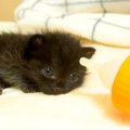 元気がない様子の『赤ちゃん猫』→『ミルクの時間』だと気が付くと…尊すぎ…