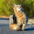 『野良猫』にやってはならない絶対NG行為4つ　思わぬ法律違反にあたる…