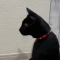 冷蔵庫に反射した『自分の姿』に驚いた黒猫…想像を超える"かわい…