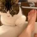 子猫がママと離れたくなくて…お風呂で見せた『手の置き方』が可愛すぎ…