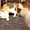 やんちゃ盛りの子猫！大人の猫とケンカ？