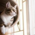 猫がよく使うアイテムには『最適な置き場所』がある？5つの用品ごとの解説…