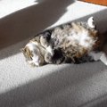 朝のブラッシング後、『日なたに落ちていた猫』→角度を変えて見てみる…