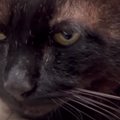いっしょにいた『2匹の猫』を撮影→『背後』を見ると……とんでもない光…