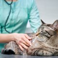 猫が『頭を打った』ときに注意すべきこと5つ　起こりうるトラブルや取…