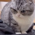 旅行の準備をしていると『リュックの上に乗ってきた猫』→触ろうとする…