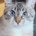 雨が続いていた日、『椅子に座る猫』を見ると…やる気の無さそうな『し…