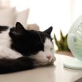 猫がする『夏を乗り越える』ための行動とは？3つの行為と好む場所を解説！