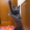 子猫2匹が『600個のボール』を見た結果…テンション上がりすぎな姿に爆…