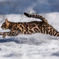 猫が全力で走ったらどのくらい速いの？驚異の速さを誇る理由2つや猫種によ…