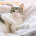 猫の『鼻が乾燥している』ときの原因3つ　常に湿っている理由から病院に行…