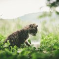 子猫にミルクを飲ませる方法！ただし牛乳で代用はする際は注意が必要