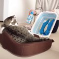 猫の『お気に入りのぬいぐるみ』を洗った結果…本気の"愛"を…