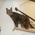 『猫の呼吸』？！様々な動きをする猫ちゃんたち！