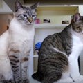 猫トイレの丸洗い！最後までしっかりチェックする猫ちゃん？！