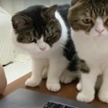 構ってニャ！飼い主さんのリモート会議に参加しちゃった猫さんたち