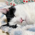 猫が飼い主の『顔の近くで寝たがる』理由３つ