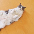 愛猫が『あなたにだけ見せている行動』7選　いつもの仕草も、実は当た…