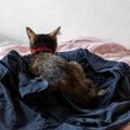 猫があなたの『服に潜ろうとする』理由4選　考えられる目的や気持ちを解説