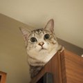 猫が高いところから飼い主を見下ろしている時の心理３つ