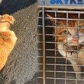 首にガムテープがはまった猫…ボロボロの状態から驚きの美猫へ！