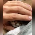 子猫の顔を『なでなで』していたら……「吹いたｗ」「ほぁぉって鳴きそう」…