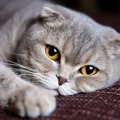 愛猫とのさよならが近いサイン？死を悟った猫が「姿を隠す理由」と飼…