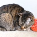 【獣医師監修】猫はりんごを食べても大丈夫？危険部位（皮・種）の注意点…