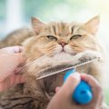 年2回やってくる猫の「換毛期」、正しいお手入れの方法とは？放置する…