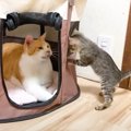 子猫が先住猫に寝床を取られた結果…まさかの『大激怒』する様子が面白…